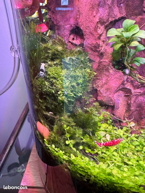 Plantes aquarium aquascaping (image 9)