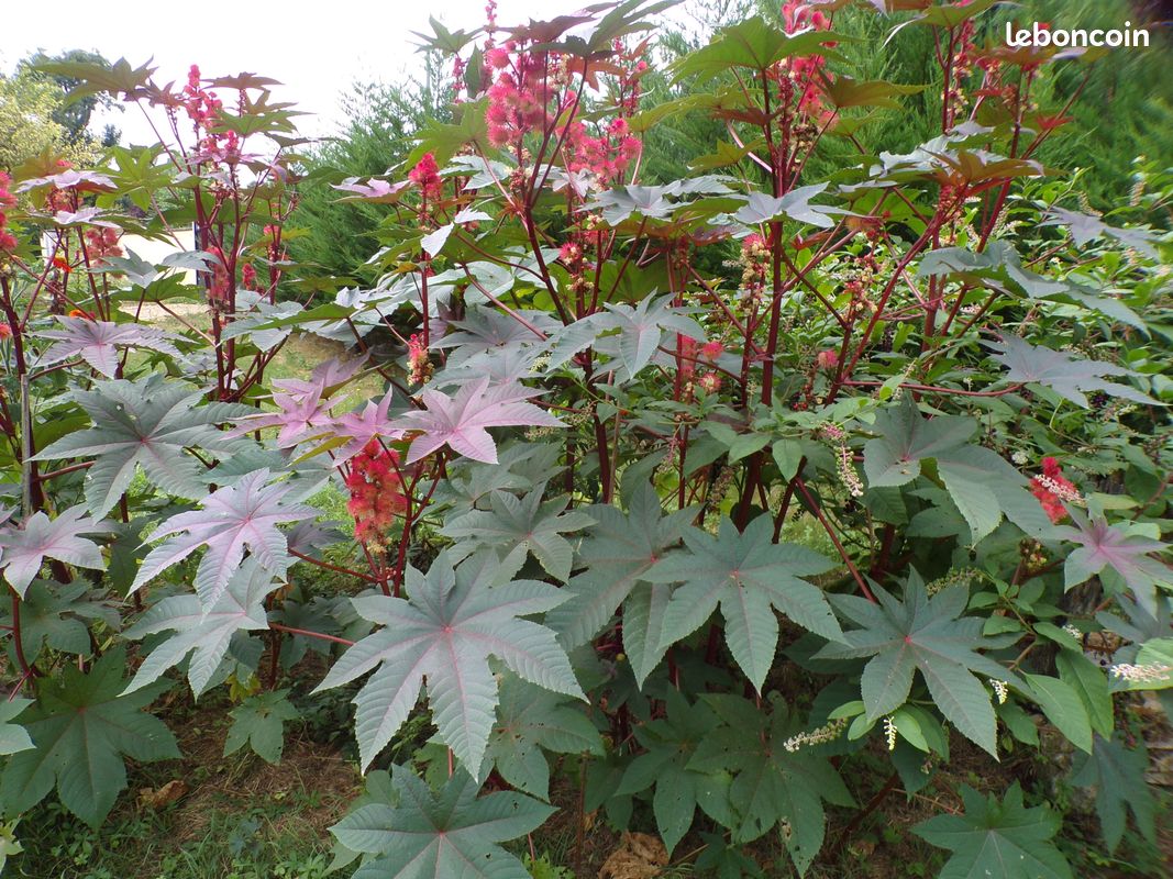 Graines de Ricin sanguin (image 1)