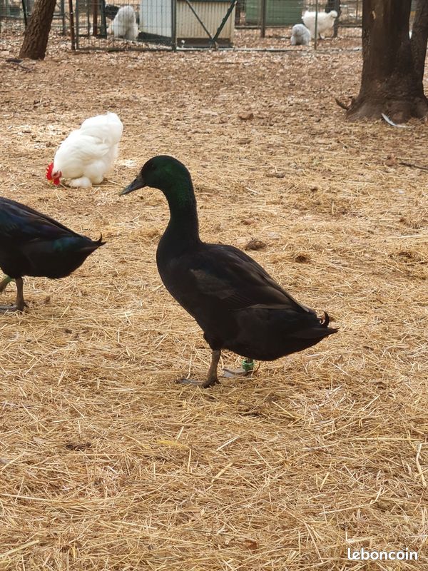 Canard cayaga male (image 1)