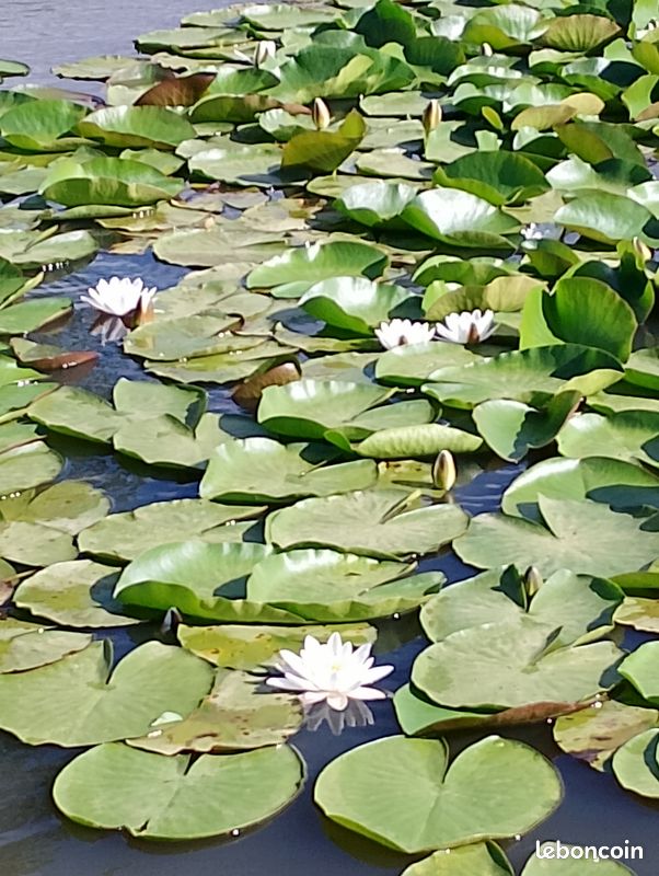 Nénuphar (image 2)