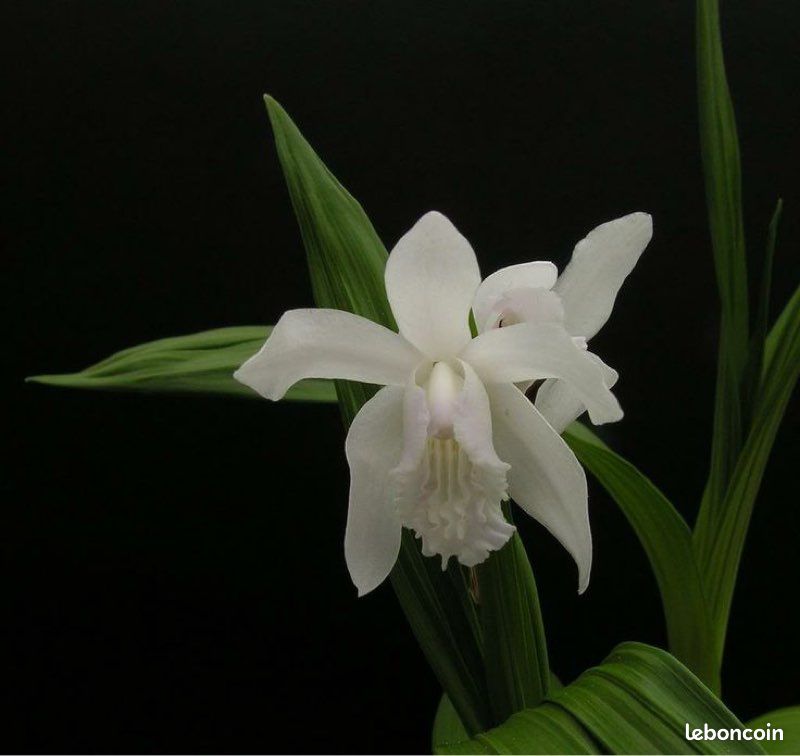 weiße orchidee blau färben Phalaenopsis honghenensis White 'Blue Lip' main image 1