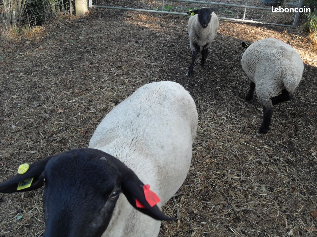 Mouton de reproduction Suffolk certifié (image 2)