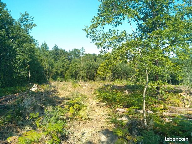 Parcelle forestière