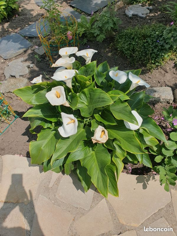 Plante Pied d arome - Jardin & Plantes