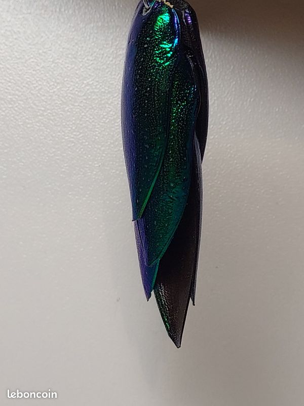 Pendentif élytres Sternocera – Vrai scarabée – Collier argent 925 – Bijou curiosités – Insecte naturel – Chaînes au choix (image 9)