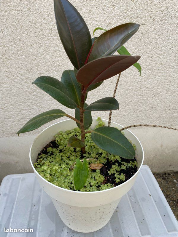 Composition plantes (image 3)