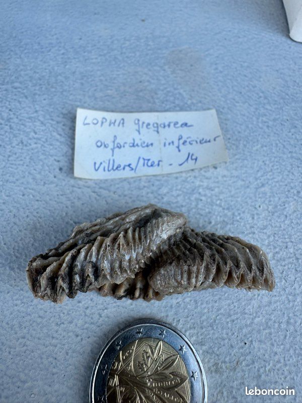 Fossiles TRIGONIA BRONI et LOPHA GREGAREA (image 2)