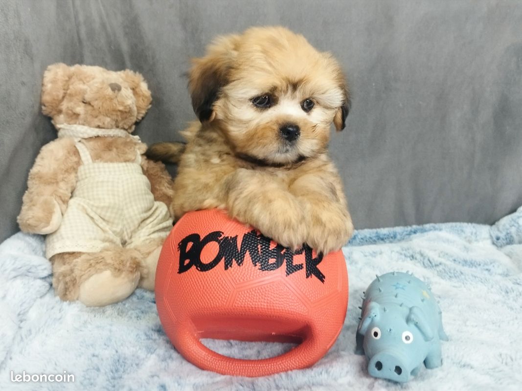 Chiot Lhassa Apso (image 3)