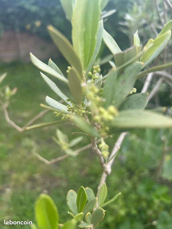 Plusieurs variété d’arbre bio d’Olivier pas de traitement à venir chercher (image 5)
