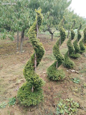 snake plant near me Sansevieria – Garden Sensation
