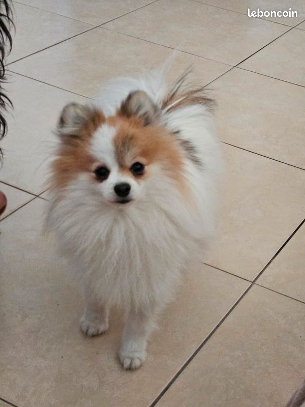 Saillie spitz nain (image 2)