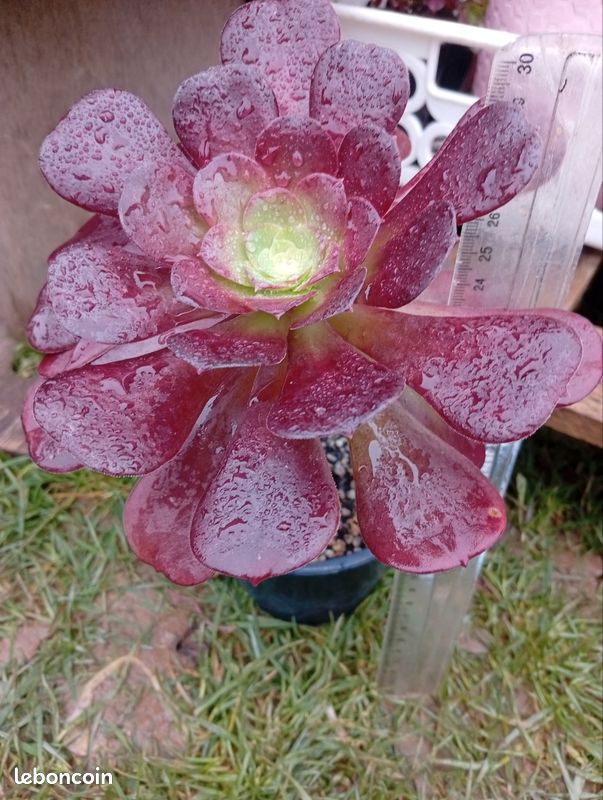 Aeonium Velour (image 3)