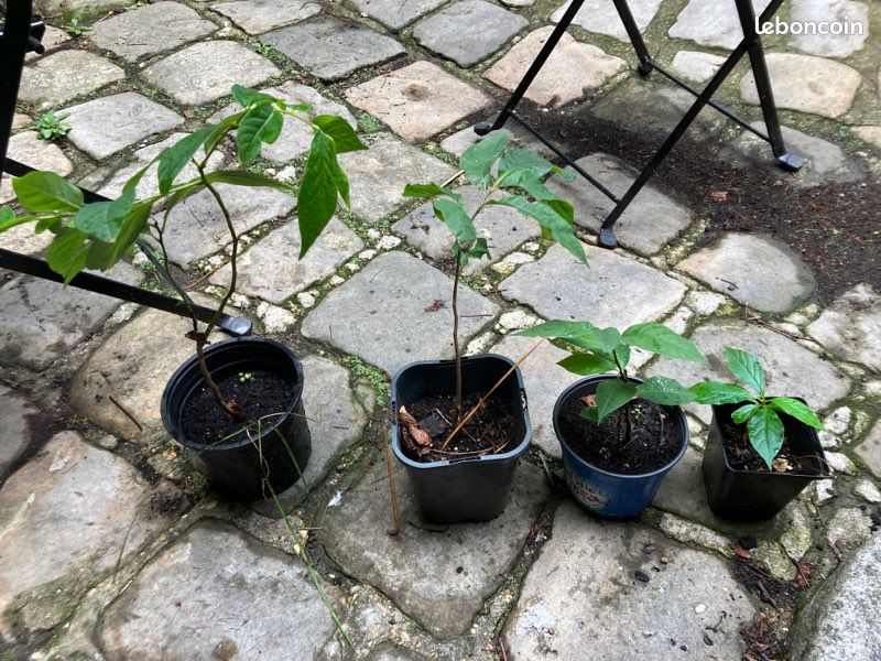 Asiminiers différentes tailles (image 1)