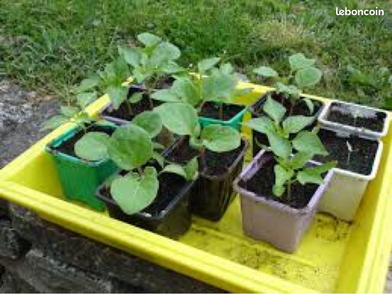 Plants de potimarron du jardin (image 4)