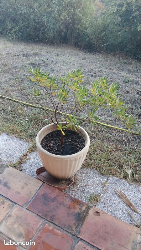 Pots de fleur vide ou avec plantes (image 1)