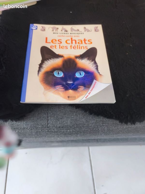 Cache-cache avec les chats et les félins - (image 1)