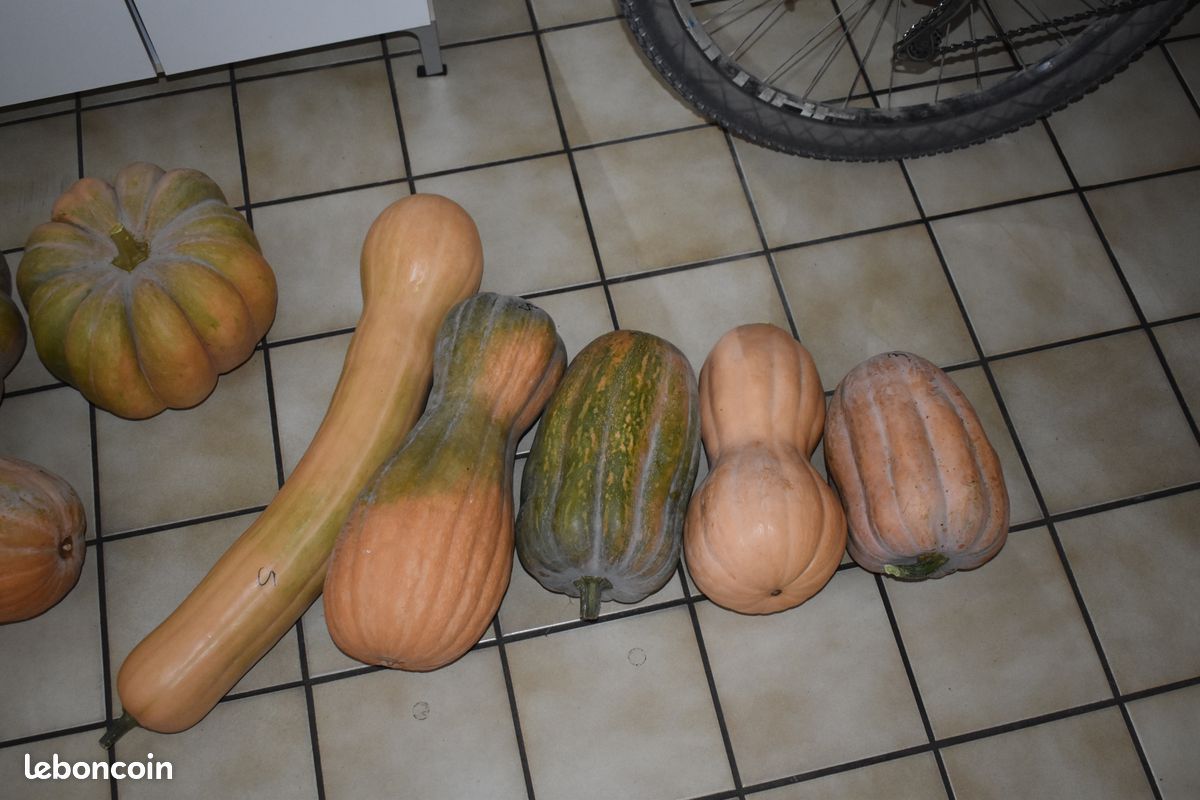Courges et butternuts (image 2)