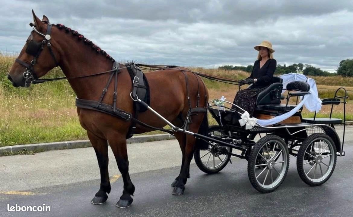 UN CHEVAL ET sa calèche laiton - XXe EUR 60,00 - PicClick FR