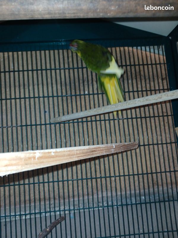 Kakariki mâle (image 3)