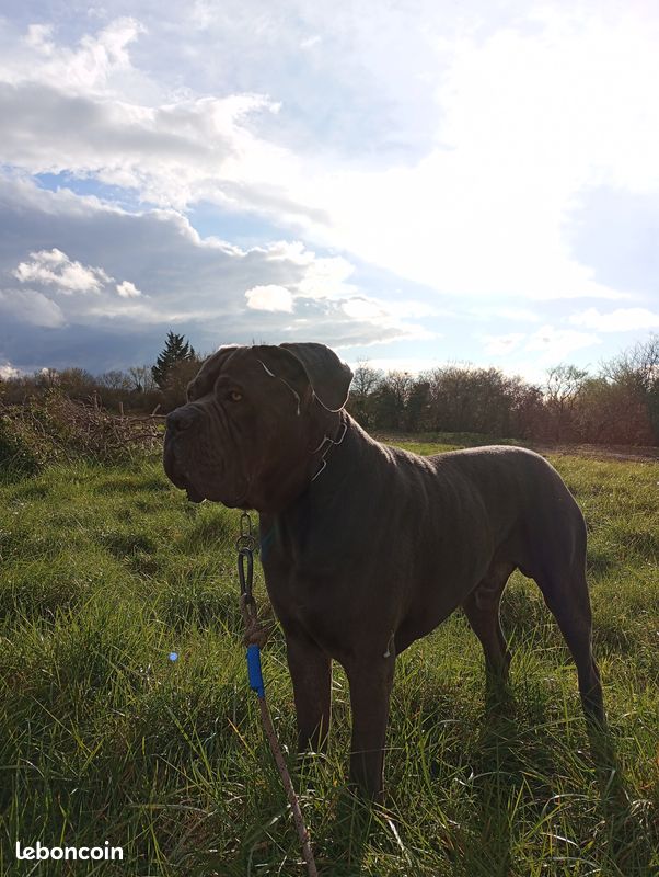 Beau mâle cane corso pour saillie (image 2)