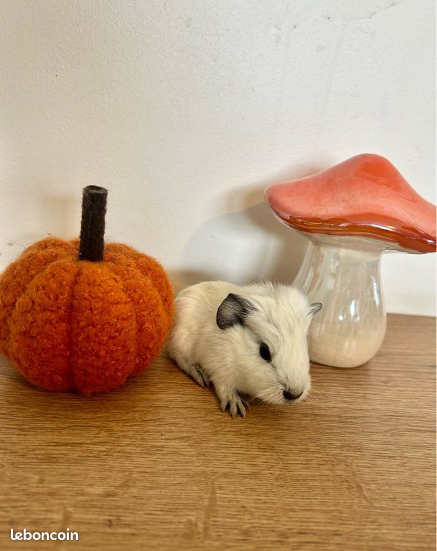 Cochon d’Inde (image 1)