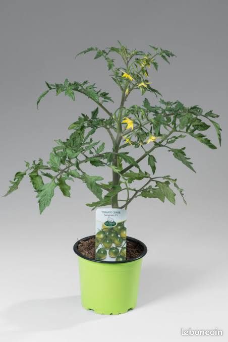 A vendre plants de tomates cerises rouge / jaune / black cherry (image 1)
