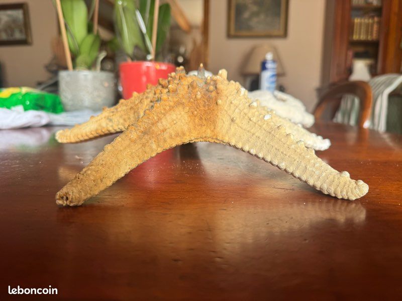 Magnifique étoile de mer, diamètre à 30 cm (image 2)