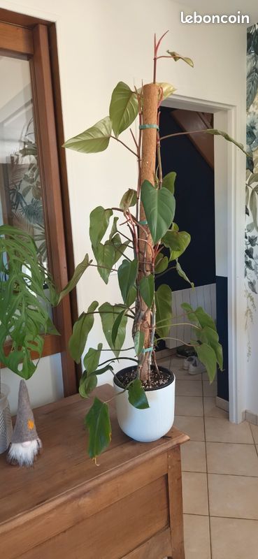Magnifique Philodendron Red Emerald XXL — 1,45 m (image 1)