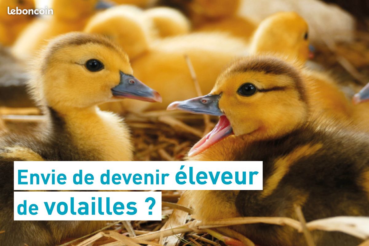 BPREA Eleveur avicole (volailles) (H/F/X) (image 1)