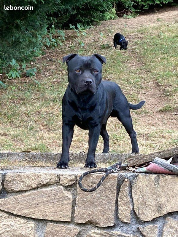 Saillie Staffie Staffy Staffi (image 1)