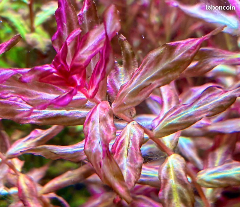 Lot de plantes d'aquarium personnalisable (3 espèces au choix) – 5 (image 6)