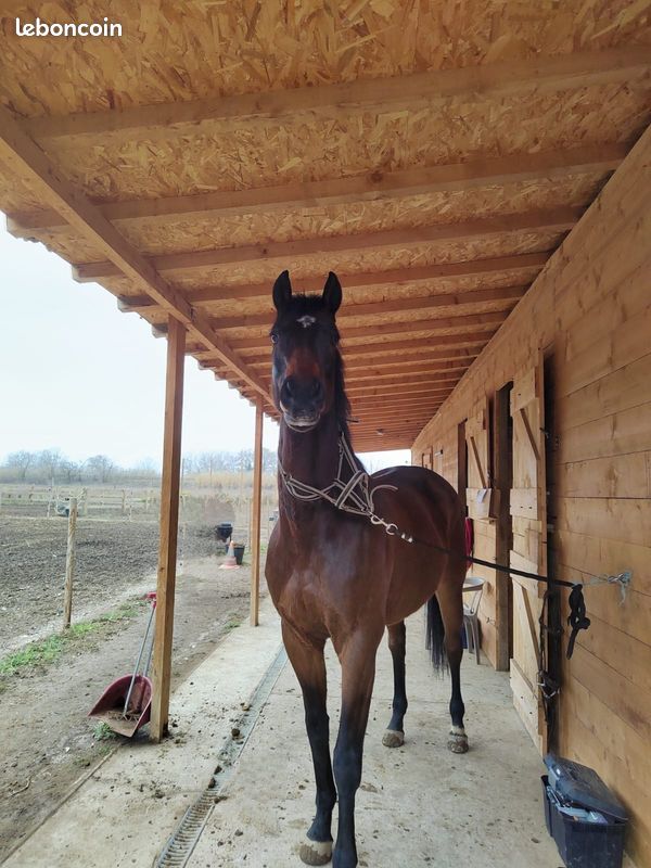 Les Chevaux Cheval De Course Piste - Photo gratuite sur