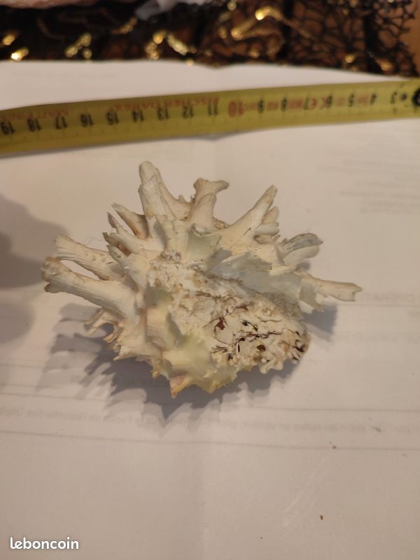 Coquillage collection chama lazarus (image 3)