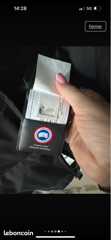Canada goose (image 5)