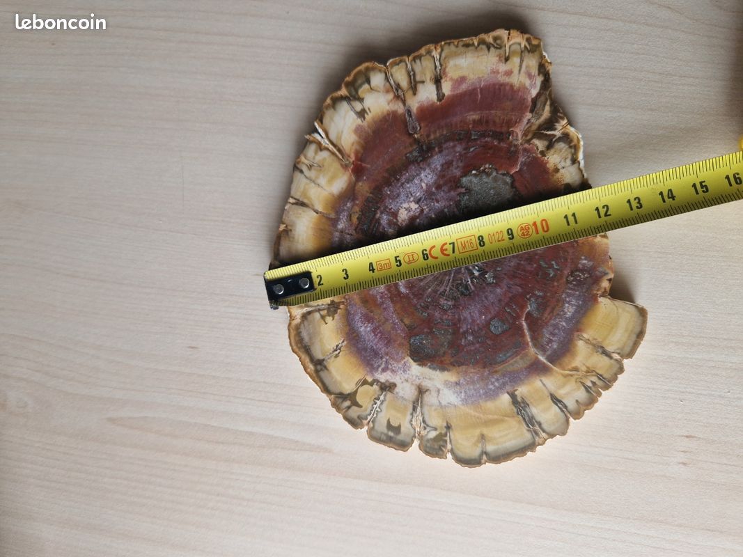 Bois fossilisé (image 8)
