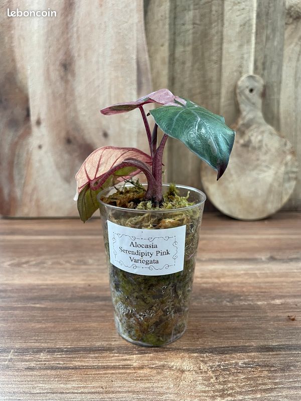 efeu saatgut Efeu - Hedera helix