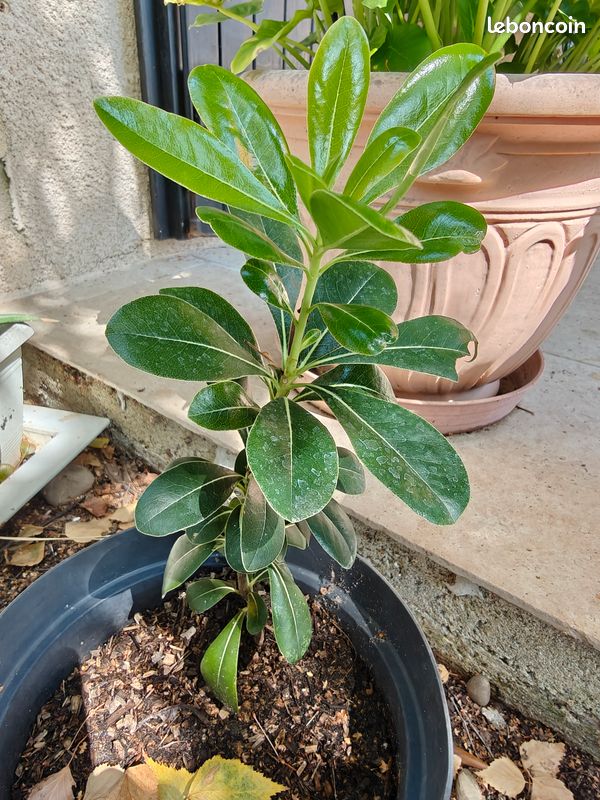 Pittosporum arbuste (image 1)