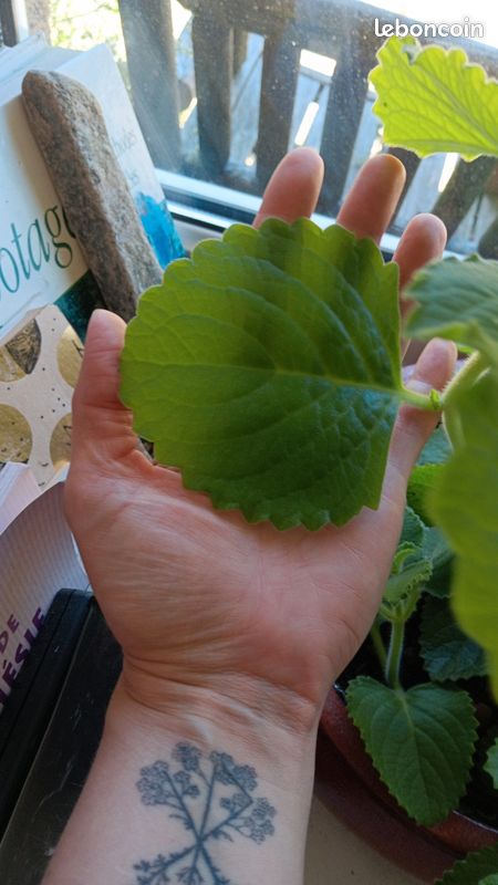 Plants de Coleus amboinicus (image 2)