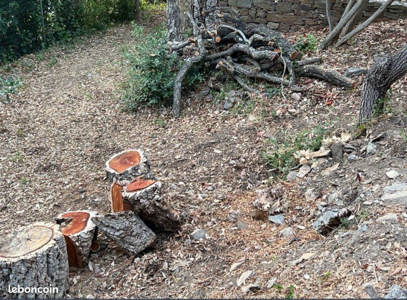 Bois de chauffage en partie débité (image 3)