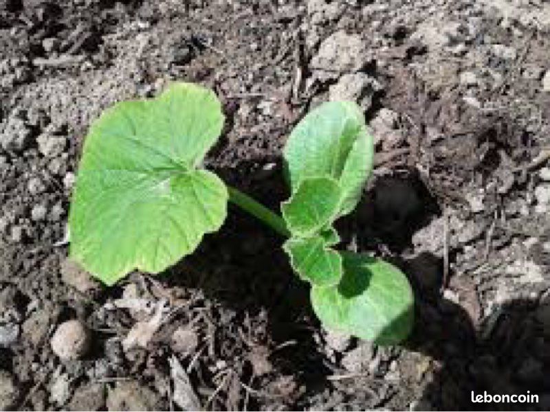 Plants de potimarron du jardin (image 1)