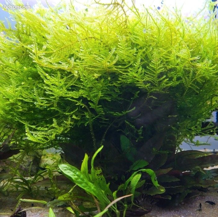 Mousse de java - aquarium (image 1)