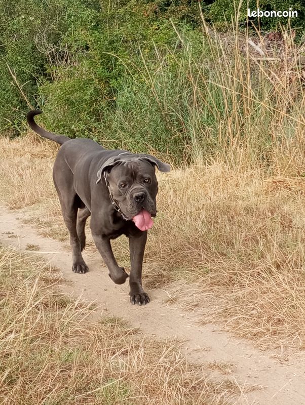 Beau mâle cane corso pour saillie (image 1)