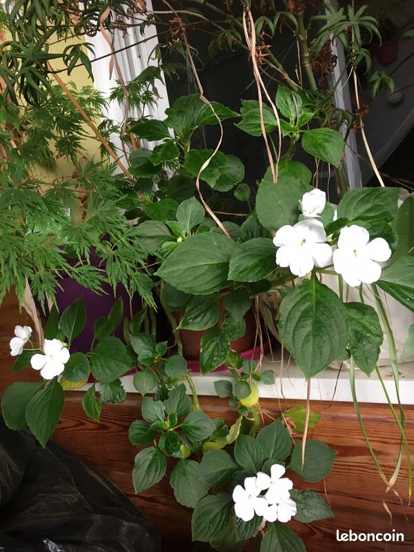 Impatiens marie louise pur blanc & rouge magenta (image 3)