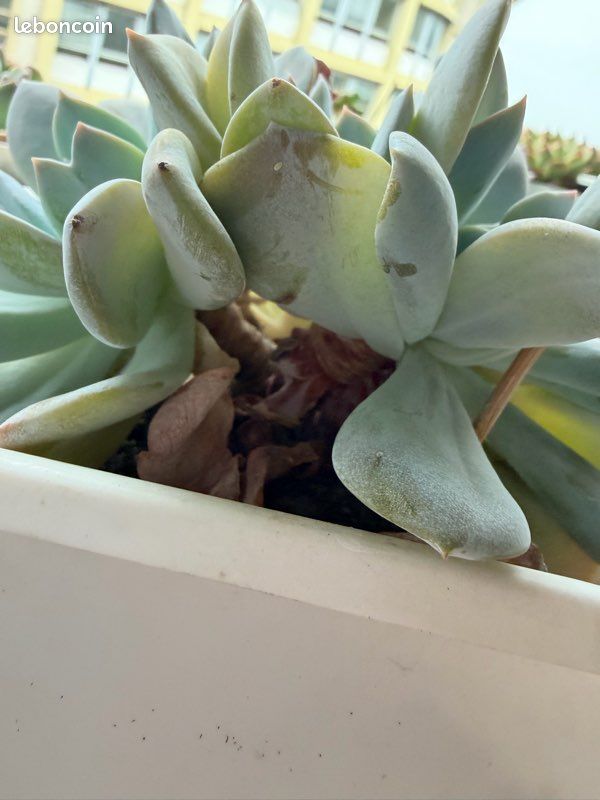 Echeveria Schert (Xue Te), (image 3)