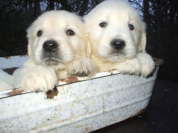 Animaux, chiot, chaton, Nord-Pas-de-Calais - leboncoin