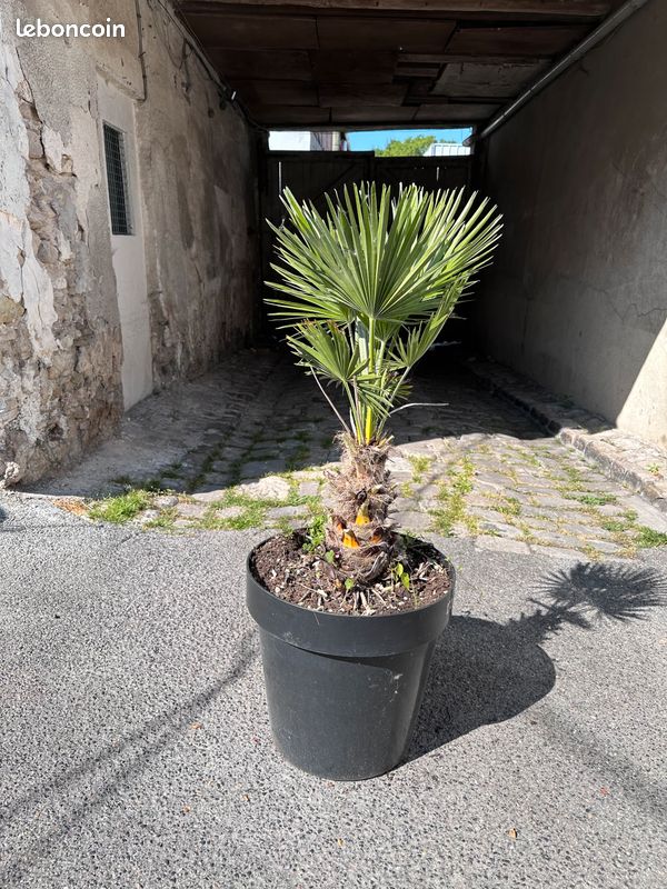 Arbre Arbuste (image 1)