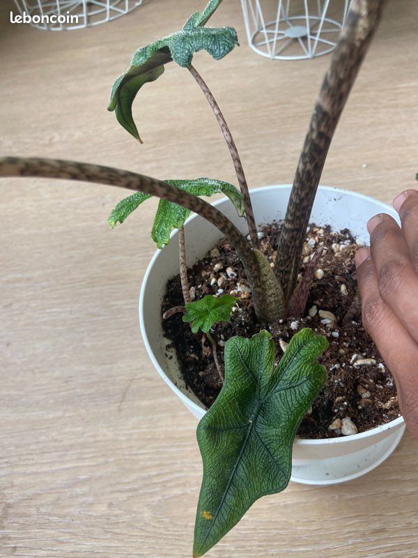 Alocaisa Jacklyn dans son pot et sa soucoupe plante rare (image 3)