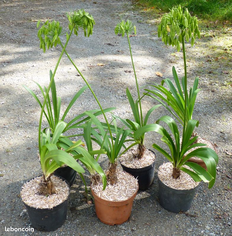 Plant agapanthe géante bleue/blanche– jardi44 (image 2)