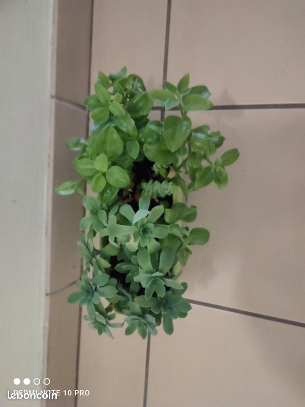 Plantes , aptenia cordifolia, sedum palmeri, sedum burrito (image 3)