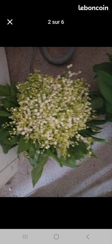 Muguet des bois (image 2)